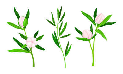 Fototapeta na wymiar Blooming Manuka plants with pink flowers and green leaves set vector illustration