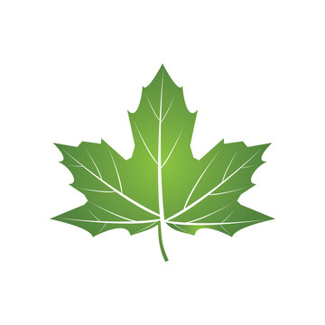 leaf logo vector template symbol design and icon