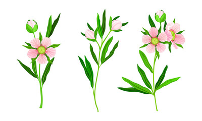 Manuka tree branches set. Australian native plant with pink flowers set vector illustration