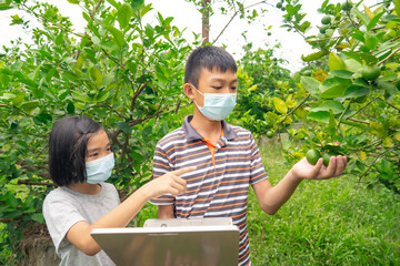 Children learning and working in lemon organic garden in rural