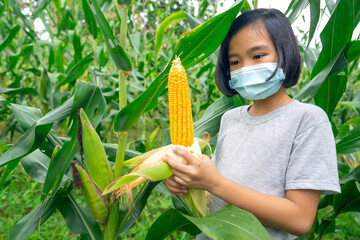Children learning and working in corn or maize organic farm in countryside