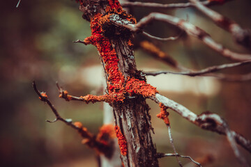 Closeup shot of red fungus growing on the bark of a dry tree with the blurred background