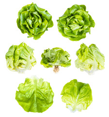 set of fresh green butterhead lettuce isolated on white background - obrazy, fototapety, plakaty