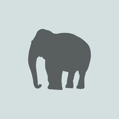 elefante