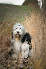 Bearded collie and poodle are sitting in the reed. They are in nature. Autumn photo.