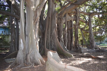 Majestic and typical aerial roots of the Ficus macrophylla (or the Moreton Bay Fig)