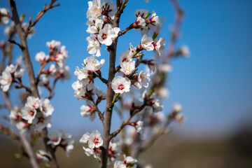 White Almond flower on spring day in orchard