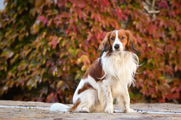 kooikerhondje is sitting in autumn nature. He is so cute dog.