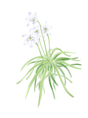 Ipheion uniflora drawn in digital watercolor