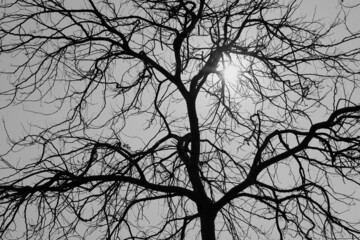Fototapeta premium big tree without leaves