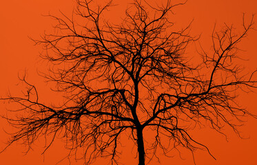 big tree without leaves against an orange background