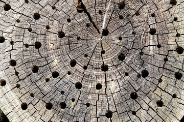 Wood cut by a colony of insects