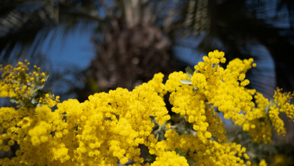 yellow flowers in spring