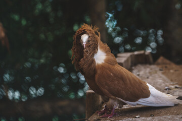 Closeup of a Jacobin pigeon