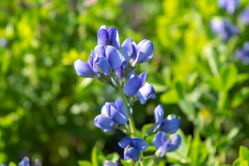 Bright blue petals of Baptisia australis on a green stem. Perennial spring plant. Photo for a garden center or plant nursery catalogue. Sale of green spaces. Close-up.