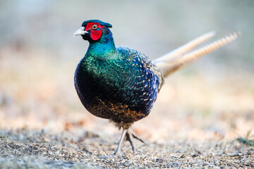 The Blue Green Pheasant Beauty’s stroll