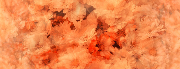 chrysanthemum carpet flowers background
