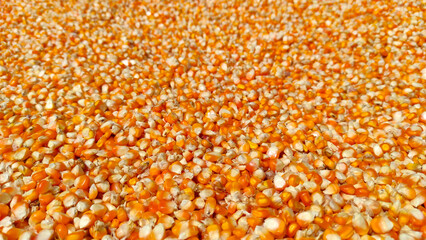 Abstract Defocused corn kernels that are dried on a tray during the day in the Cikancung area, Indonesia