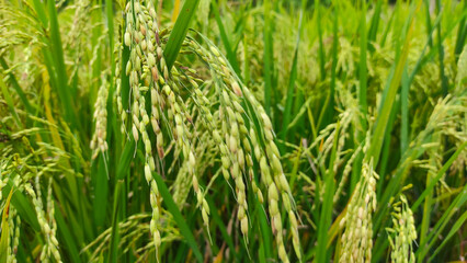 Abstract Defocused rice that is starting to turn yellow and ready to harvest in the Cikancung area, Indonesia