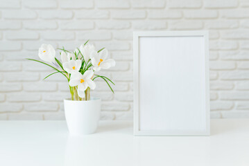 White crocus flower in a white pot on the background of a brick wall