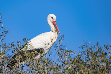 White stork, Ciconia ciconia, in the nest