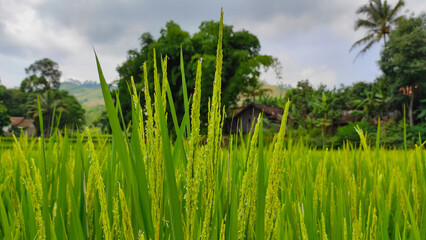 Abstract Defocused rice that is starting to turn yellow and ready to harvest in the Cikancung area, Indonesia
