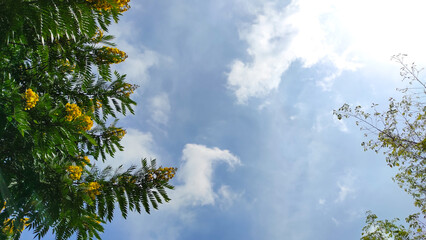Photo of a tree full of beautiful yellow flowers against a bright blue sky in the Cikancung area, Indonesia