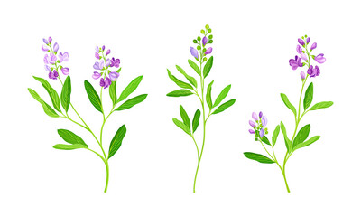 Fototapeta na wymiar Pink meadow flowers set. Blooming Sally herb plant vector illustration