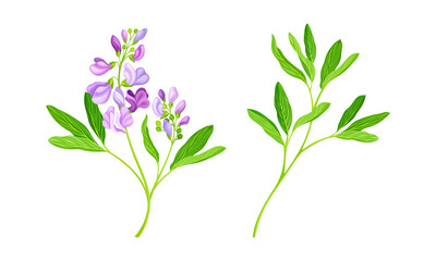Meadow plant set. Pink flowers, blooming Sally herbal plant vector illustration