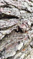 Blur photo of fallen tree bark in Cikancung area, Indonesia