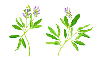 Fototapeta na wymiar Meadow plant set. Blooming Sally herbal plant with pink flowers vector illustration