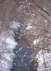 小川のほとりのネコヤナギ（Salix gracilistyla on the banks of a stream）