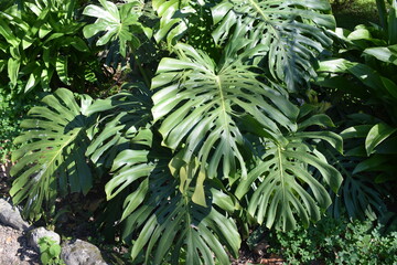 Big green leaves of Swiss cheese plant or split-leaf philodendron (Monstera deliciosa) © furiarossa