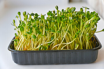 Sprouted green sunflower seeds in a salad tray