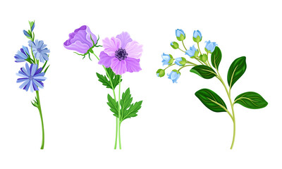 Beautiful blooming wildflowers and leaves, meadow plants vector illustration