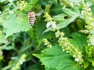 ミツバチの飛行