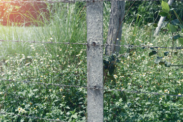 Garden with barbed wire fence