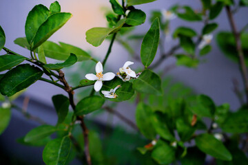 emon tree blossoms blooming and withering