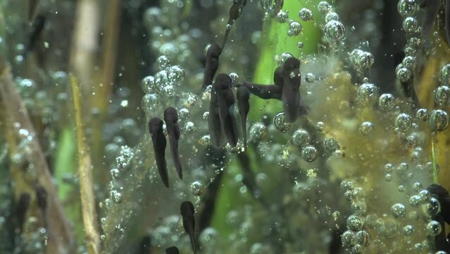 Common toad (Bufo bufo) tadpoles near the shallow edges of the lake.