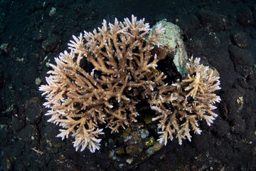 Fototapeta na wymiar Amazing coral reefs at the famous Liberty ship wreck. Underwater world of Tulamben, Bali, Indonesia.