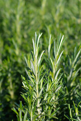 Obraz premium Rosemary leaves
