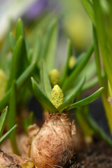 Grape hyacinth White Magic