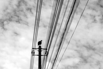 Obraz premium Um urubu empoleirado em um poste de energia com um céu nublado ao fundo. (Coragyps atratus) Imagem em preto e branco.