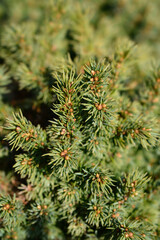 White spruce Alberta Globe