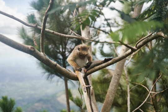 The monkey sits on a tree. Monkey in tropical forest vegetation. wildlife scene. High quality photo