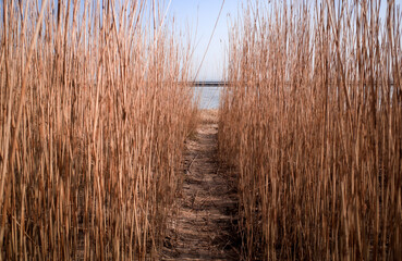 reeds on the lake