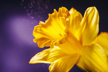 Macro shot of yellow daffodil flower on violet background. Nature floral background