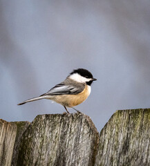 Selective focus shot of a black-capped chickadee perched on a wooden fence © Scott Griffis/Wirestock Creators