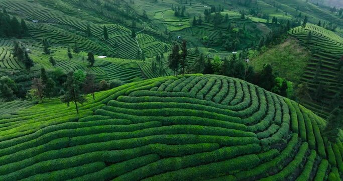 aerial top view of green tea farm in the mountain of Sichuan China tea terrace 