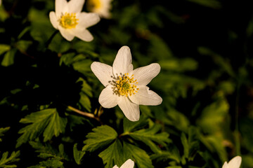 Buschwindröschen in der Abendsonne